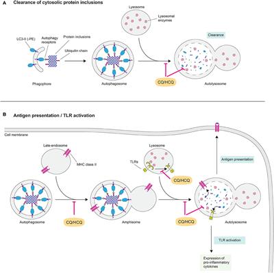 Chloroquine, the Coronavirus Crisis, and Neurodegeneration: A Perspective